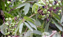 无患子树,自然界的绿色瑰宝与生态价值探索